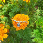 Pulseira Infantil Pingente Pet Patinha Folheada Semi Joia