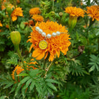 Pulseira Infantil Pingente Smile Pérola Folheada Semi Joia