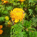 Pulseira Infantil Pingente Pet Patinha Folheada Semi Joia