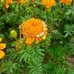 Pulseira Infantil Pingente Smile Pérola Folheada Semi Joia